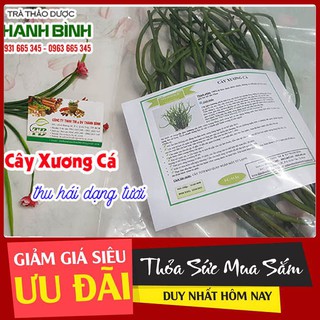 Cây Xương Cá 500g - Hàng Công Ty Thu Hái Dạng Tươi