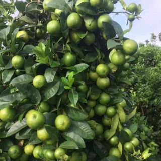Cây giống chanh ko hạt