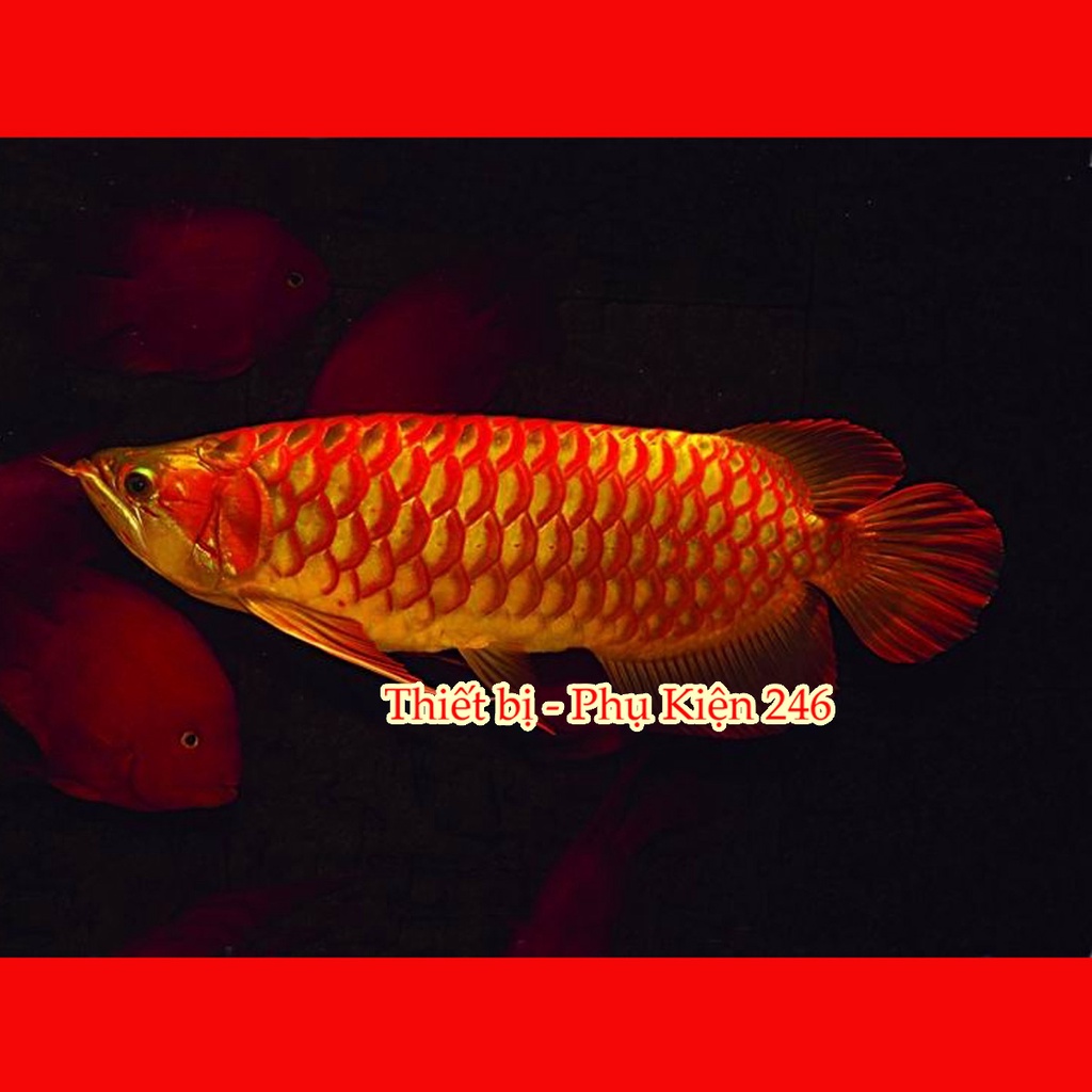 Chai số 2 Special Arowana Disease away dành cho cá rồng ocean free