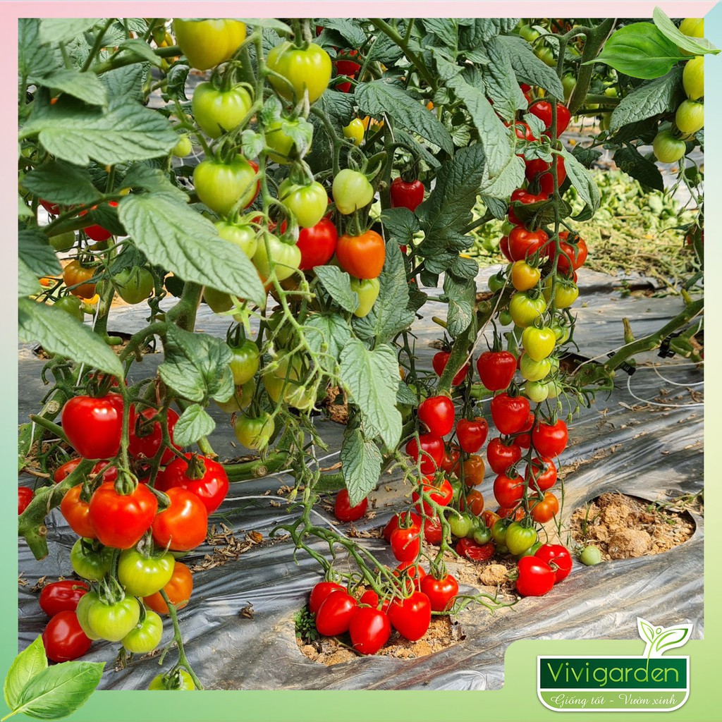 Combo 5 hạt giống cà Cherry Dâu Đỏ siêu đẹp, ngon, ngọt, sai quả và kháng bệnh tốt, thích hợp trồng vụ tháng 8 hằng năm