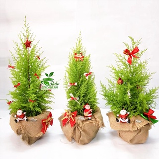 (Cây giáng sinh mini) Cây tùng thơm trang trí noel