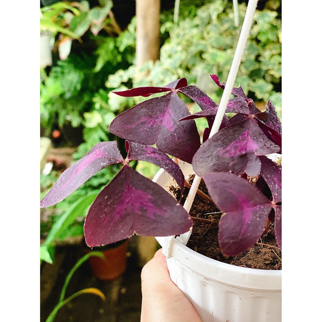 Cây Oxalis Triangularis (Bướm Đêm) chậu treo bí ngô