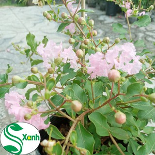 Cây hoa Tường Vi