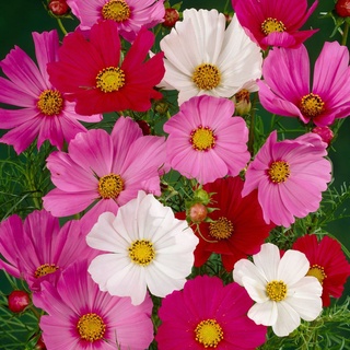  Hạt giống hoa sao nhái mix màu  đỏ hồng trắng  100 HẠT đẹp dễ trồng chăm sóc tỷ lệ nảy mầm cao dễ trồng 