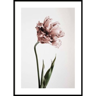 Tranh treo tường Canvas trang trí tranh hoa tulip 30x40cm