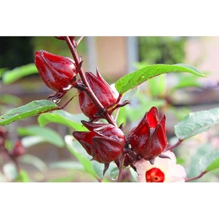 Hoa bụp giấm (2g)
