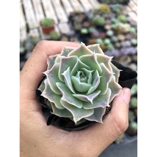 Sen Đá Hồng Sa Mạc Size Bầu 4-5cm Hư 1 Đổi 1