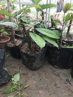 Trà hoa vàng cây nhỡ