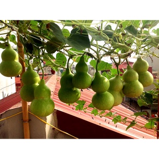 Hạt giống Bầu hồ lô mini - Gói lớn nhiều hạt - Tặng gói kích nảy mầm