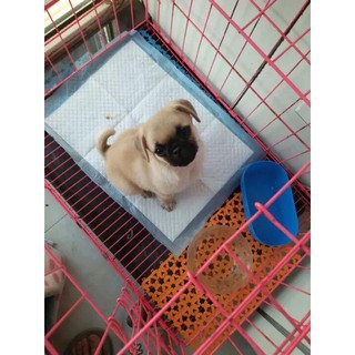 Tấm lót vệ sinh cho thú cưng🐶🐱🐰 [Real]