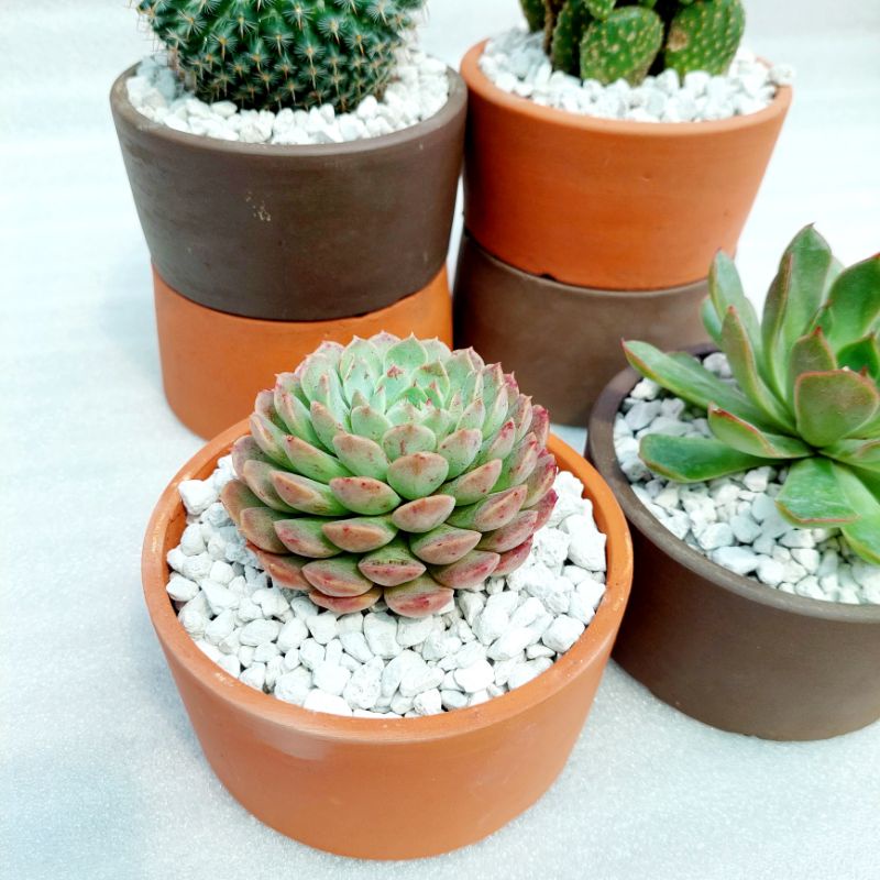 Chậu đất nung, Chậu sen đá - Trụ 126, miệng chậu 12cm, chiều cao 6cm