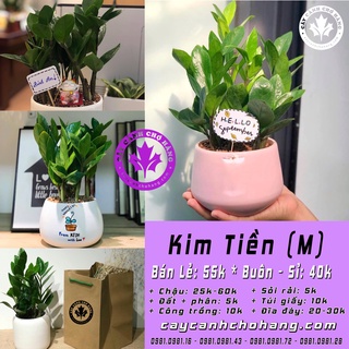 Cây kim tiền để bàn, cây phát tài may mắn tài lộc