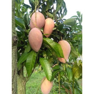 GIỐNG XOÀI HỒNG AN GIANG