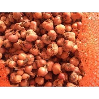 1kg Hành Kinh Môn cắt cuống loại to