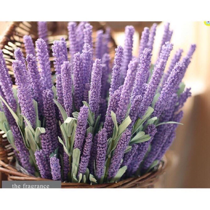 Cành hoa Lavender -oải hương siêu đẹp