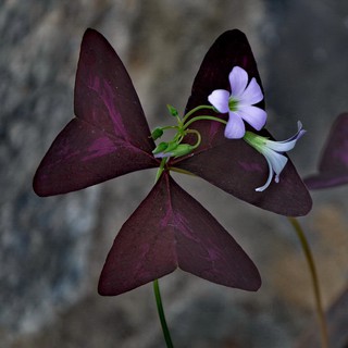 Củ giống hoa bươm đêm-củ giống
