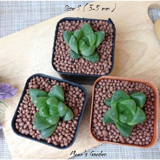 Đất Nung Popper Size S/M Túi 1000g