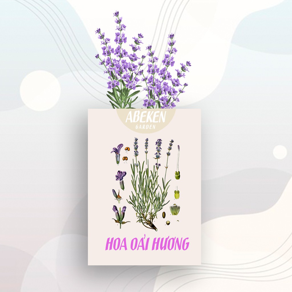 Hoa Lavender khô dành cho Hamster <ABEKEN GARDEN>