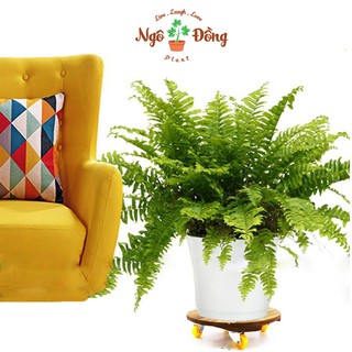 Đế Lót Chậu Cây Cảnh Chậu Hoa Chịu Lực Đến 120kg Có Bánh Xe Bằng Gỗ Tràm Bông Vàng