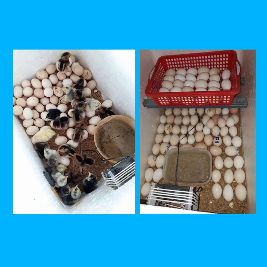 Máy Ấp Trứng Gà Mini Ánh Dương P100, Khay Đảo Trứng Tự Động 54 Quả, Tặng Đèn Soi, Ấp Được Trứng Vịt, Trứng Ngan