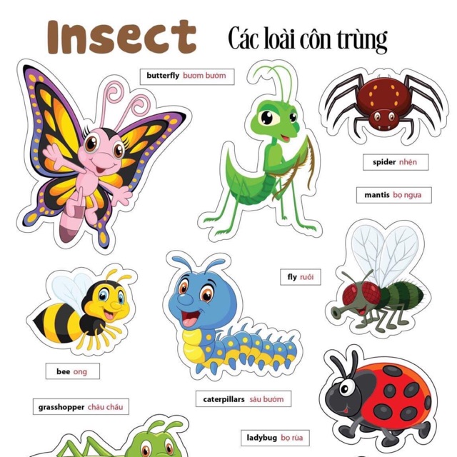 Decal dán - Học tiếng anh qua hình ảnh - Côn trùng