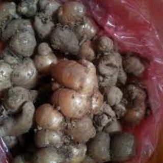 củ địa liền