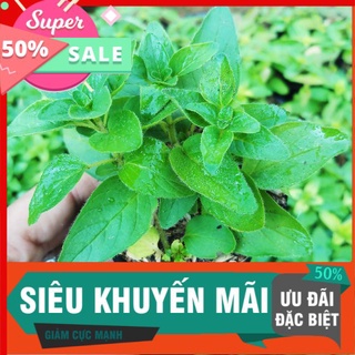 5 cây Oregano kinh giới cay bầu 8x8