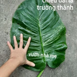combo 5 dây trầu bà lá siêu to (trầu ông vàng)