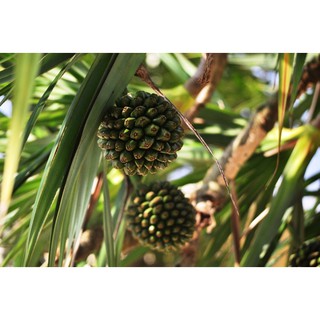 Quả dứa dại (1kg khô)