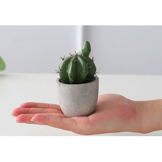 Cây xương rồng mini để bàn