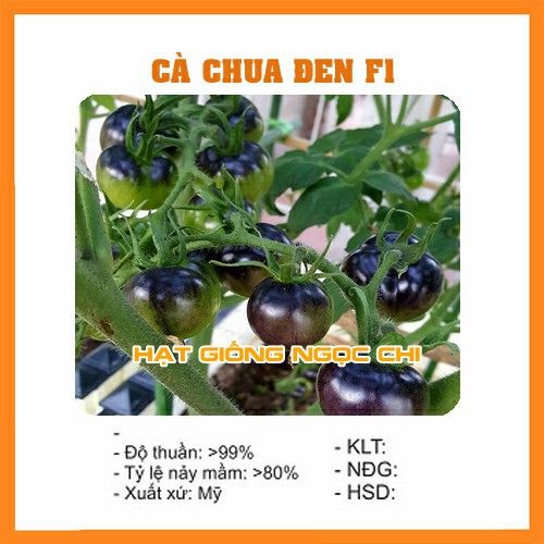 Hạt Giống Quả Cà Chua Đen F1 - 5 Hạt