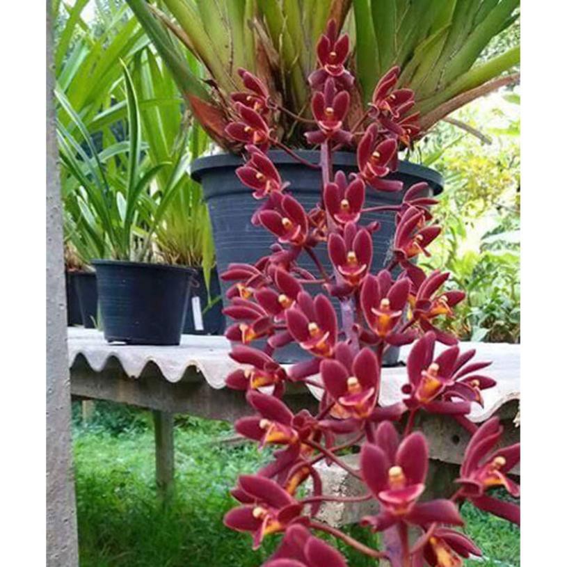 1 thân địa lan cây lan kiếm đỏ tay bắc, hoa thơm- cây giống + Tặng 01 cây dâu da đất