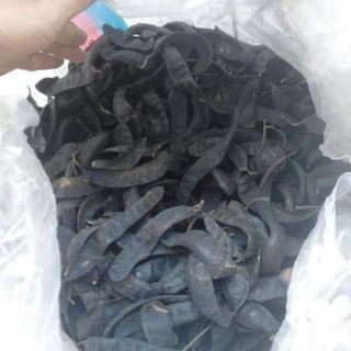 NỤ ĐUỔI MUỖI THẢO DƯỢC
