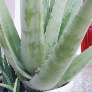 Cây nha đam giống 5k/c