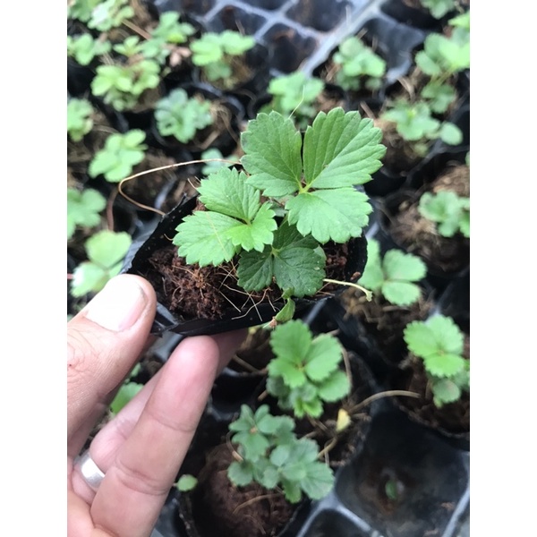 Combo 5 cây dâu tây chịu nhiệt