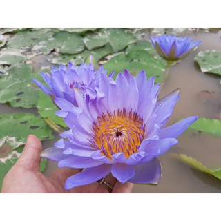 Cây hoa súng Thái lan màu tím xanh Đ-08
