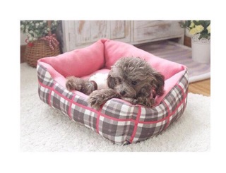 Đệm bông caro cho cún mèo🐶😽