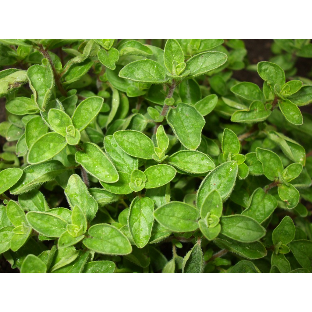 Lá kinh giới Ông Chà Và 15gram (Oregano)