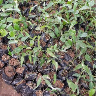 CÂY GIỐNG CÂY CHÈ VẰNG
