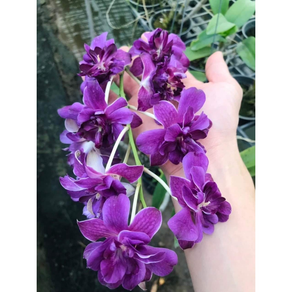HOA LAN DENRO HOA HỒNG BLUE