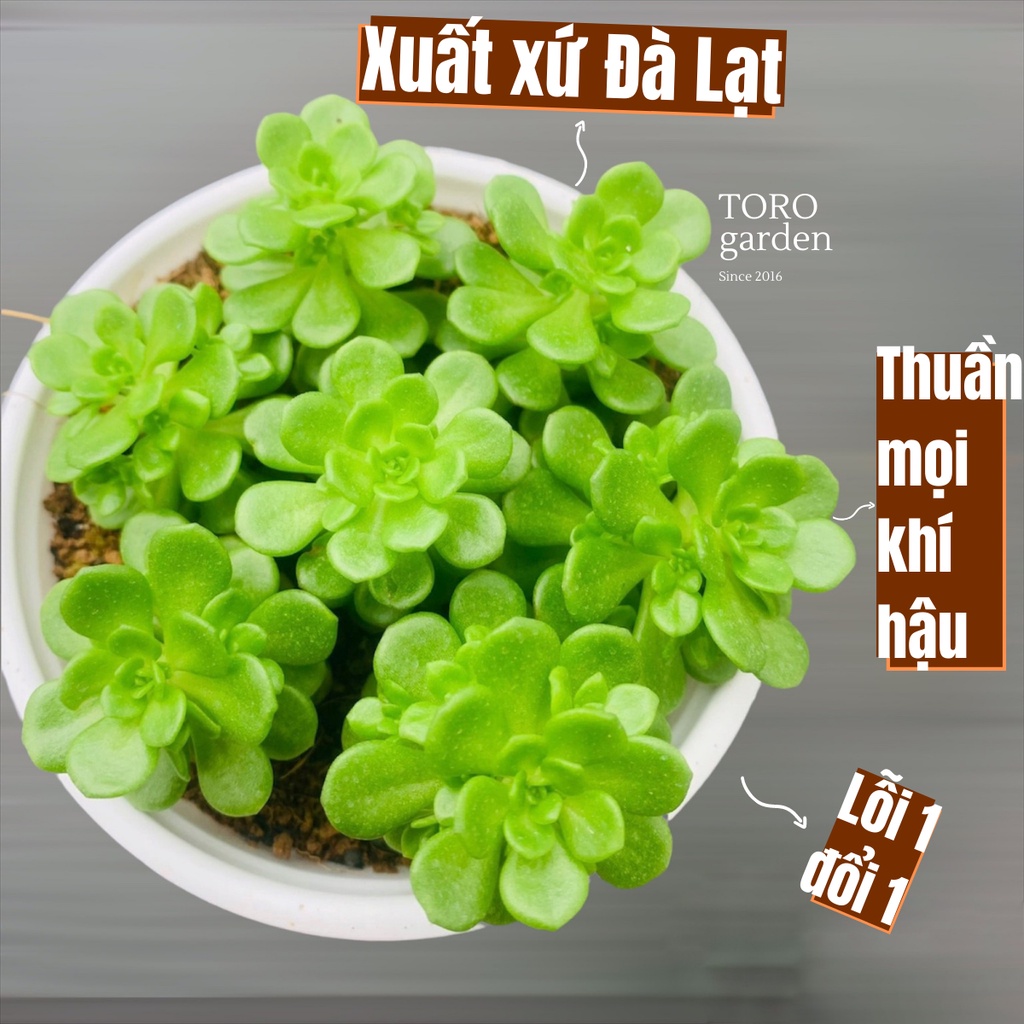 SEN ĐÁ SEDUM HOA HỒNG XANH ĐÀ LẠT SIZE TRUNG BÌNH, SIÊU KHOẺ ĐẸP, THUẦN MỌI KHÍ HẬU, HƯ 1 ĐỔI 1