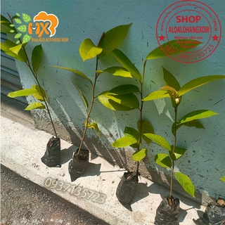 cây dầu giống-combo 5 cây