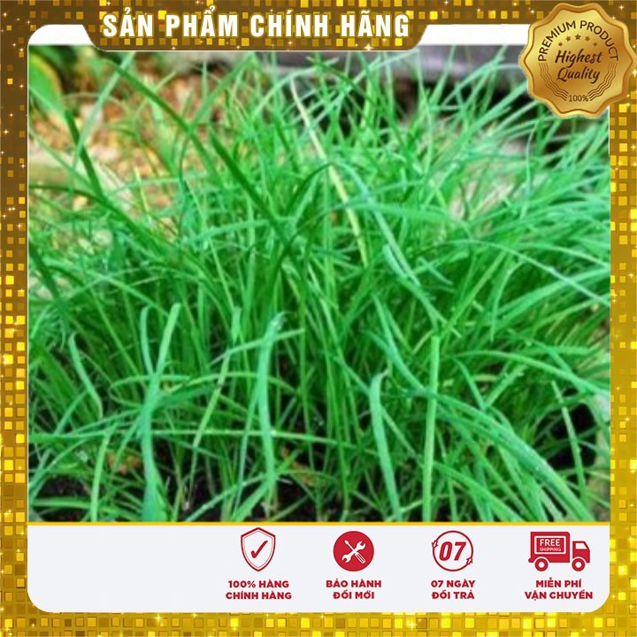 Hạt giống Rau Hẹ Ta rau dễ trồng gói 10 gram