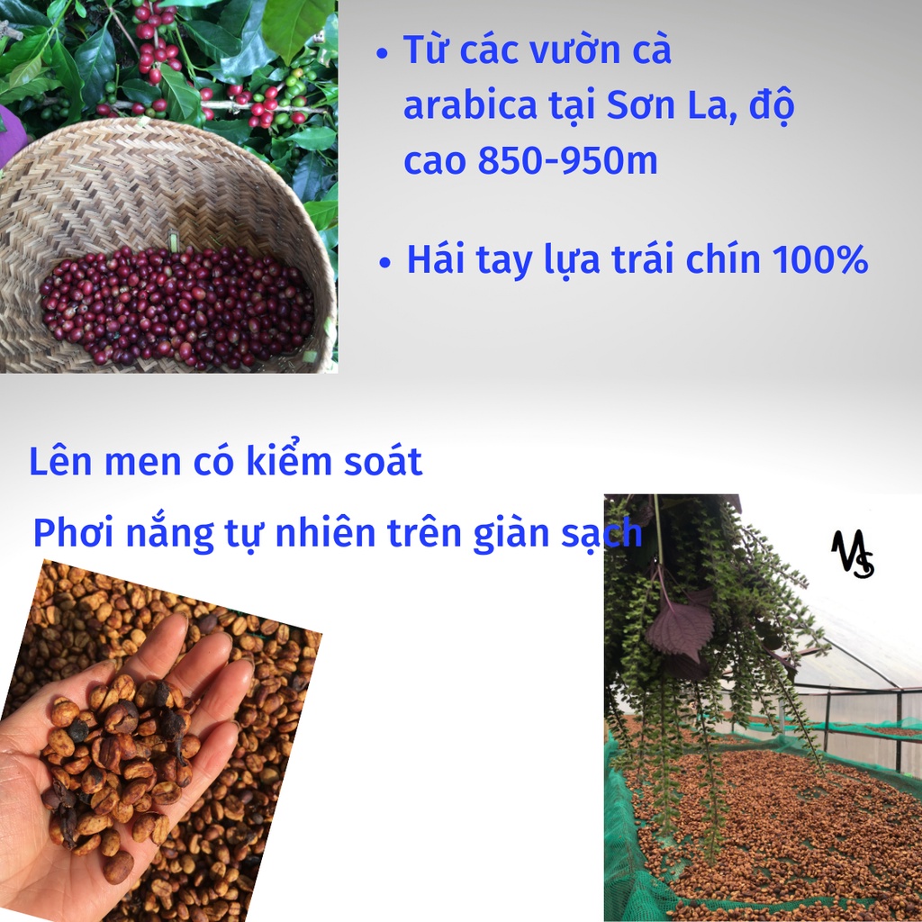 Cà phê Arabica Sơn La rang medium sơ chế honey