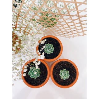 Chậu Sen Đá Mini - Sen Đá Đà Lạt