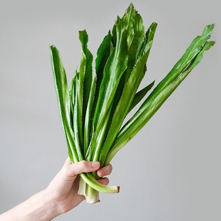 Hạt giống ngò gai| Mùi tàu