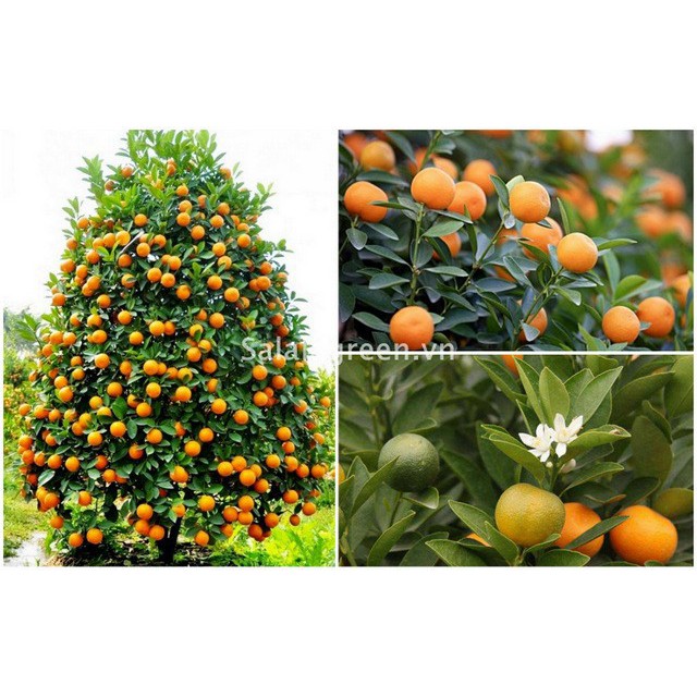 CÂY GIỐNG QUẤT CHUA THÁI QUẢ VÀNG (CÂY TẮC) TỨ MÙA QUẢ TO, CAM KẾT GIỐNG CHUẨN F1 - CGCQCCTC4M