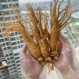 Nhân sâm tươi 1kg sâm 10 Củ Hàn Quốc