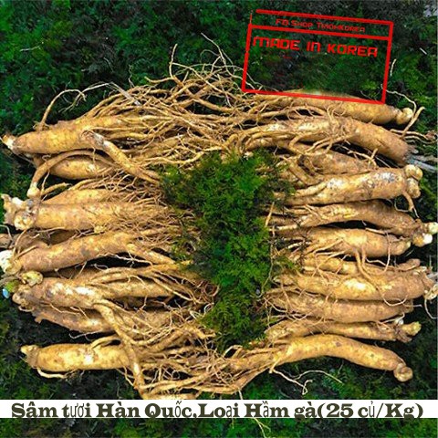 Sâm tươi Hàn Quốc- 06 năm tuổi 1.200k/Kg