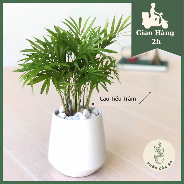 Cây cau tiểu trâm - cây phong thủy trồng trong nhà hút tài lộc, trang trí nội thất văn phòng làm tiểu cảnh, Vườn Của An